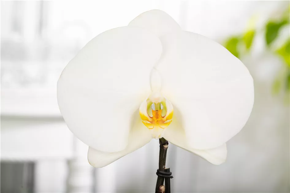 Orchidée Singolo