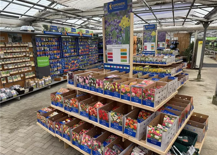 BLUMENZWIEBELN IN GROßER AUSWAHL BLUMENZWIEBELN IN GROßER AUSWAHL