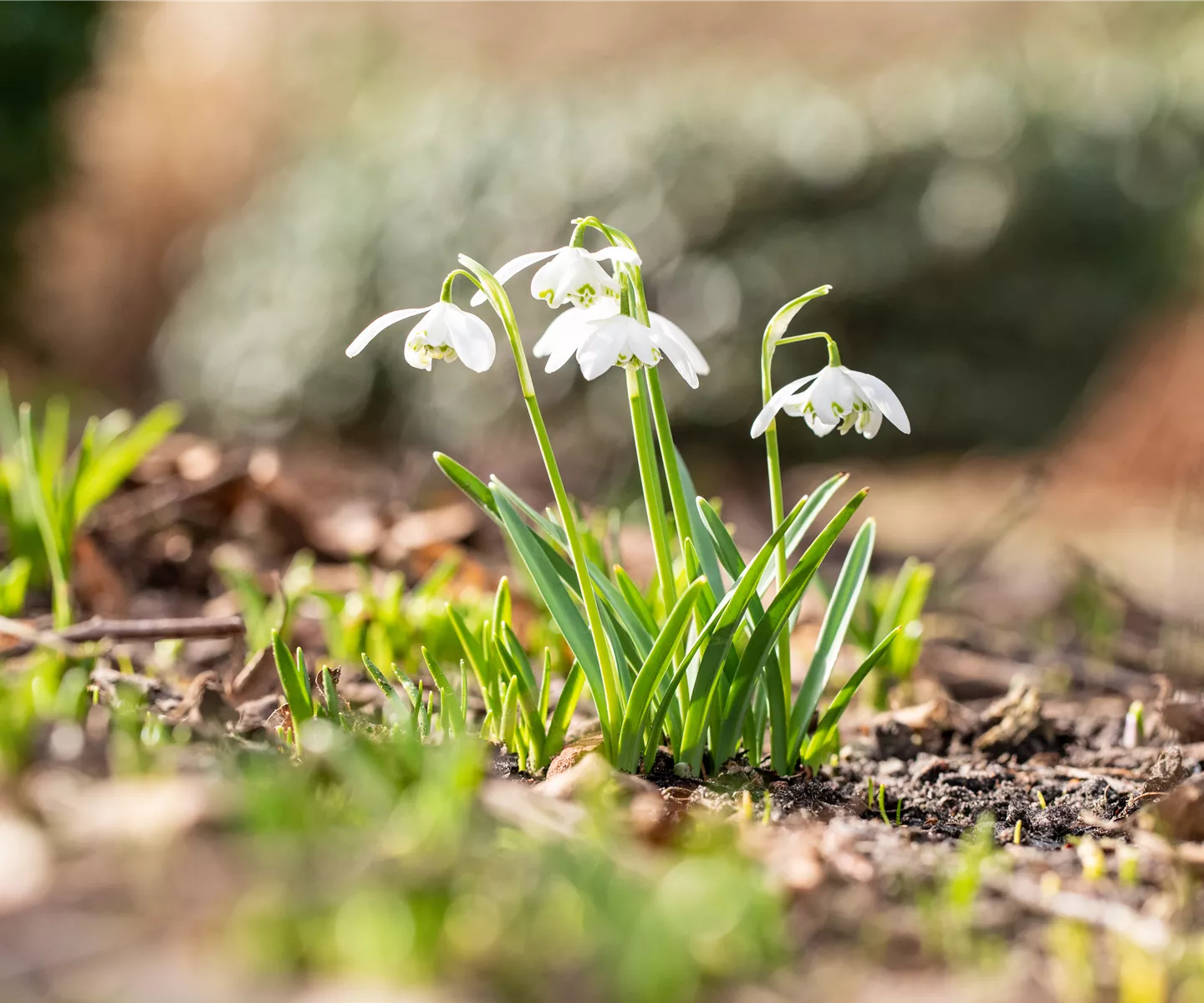 Galanthus nivalis 'Flore Pleno' (GS702813.jpg)